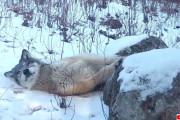 オオカミが猫のようにスリスリ！スカンクのニオイ付きの岩に野生動物たちがメロメロに！