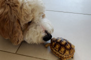 【海外】「赤ちゃんカメが犬と一緒に『フェッチ』！愛らしい習慣で若々しさを保つ秘密とは？」