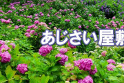 海外「日本の自然はすばらしい！最高にゴージャス！」千葉県茂原市の服部農園あじさい屋敷の動画が話題に（海外の反応）