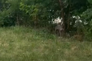 【海外】「森に隠れた愛犬、叫びに気づいた誰かの手で救われる！」