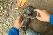 釣りをしていた男性が溺れている子犬を発見→男性のペットボトルを使った機転で子犬が息を吹き返す！