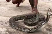 襲い掛かるニシキヘビを素手でキャッチする男の荒業