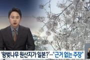 韓国人「王桜原産地論争‥」ソメイヨシも自生地は韓国　韓国の反応