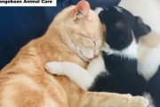 子猫を失った母猫が身寄りのない4匹の子犬に授乳し我が子のように育てる