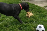 怖いもの知らずのちっちゃな子犬が、大先輩のグレートデーンに遊んでもらおうと向かって行く姿が可愛い！
