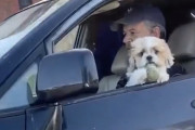 【悲報】ワンコ「ドライブ楽しいワン」隣の車「わんちゃんカワイイ！！！あっ・・」