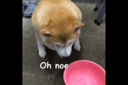 海外「oh noe」 英語にも、ワンコ語はあるのだワン。 海外の反応