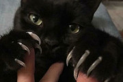 外国人「これ人を殺せるだろって爪の猫を集めてみたｗｗｗｗ」