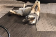 静止ポーズから突然リズミカルな動きをするウルフドッグが面白い！