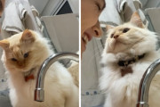「何いまの！どうやったの？！」顔を上げて飼い主さんをまじまじと見つめる猫ちゃんが面白い