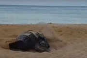 観光客が見守る中、絶滅危惧種のオサガメが111個の卵をビーチに産み落とす