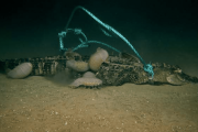 【海外】海底にアリゲーターを投下！新たな骨食性生物を発見した科学者の驚きの実験