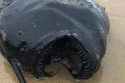 外国人「地獄から来たような恐ろしい生き物を集めてみたぞ…」