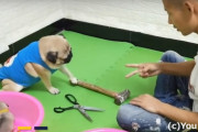 じゃんけんぽん！じゃんけんができるパグが中国で話題に