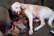 ツリーの飾りをボロボロにしてしまった犬→飼主さんに問われて口元がエラい事に！