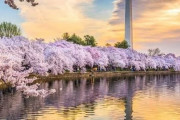 韓国人「ワシントンの桜は韓国原産の桜だったので真珠湾攻撃をしても切られず残った」ワシントンの桜の根元には辛い歴史が埋まっている‥満開の桜の下を通る文大統領は何を思うのか？