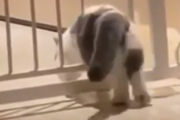 猫はどんな狭い場所でも通り抜けられる・・・。そう思ってた時期が僕にもありました。海外の反応