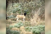 【海外】国立公園で発見された不思議なカンガルー、ハイカーが助けを求める理由とは？