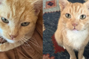 【海外】救出されたオレンジ猫、過酷な日々を乗り越え優しい紳士に変身！心温まる再生ストーリーをお届け