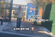 子供が卒業して4年たつのに、学校から「迎えに来て欲しい」と電話、猫が自主通学していた件