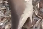 うまいうまいうまい、もっと食わせろ。食べ放題の魚ビュッフェにたどり着いたサメ。海外の反応