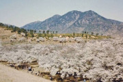 【画像多数】韓国人「米軍が撮った50年代の韓国カラー写真をご覧ください」→「本当に韓国は奇跡を成し遂げました」　韓国の反応