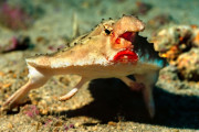 【海外】世界の不思議な魚10選：バットフィッシュやハリーフロッグフィッシュなど驚きの生物を紹介！