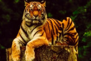 なぜ？日本の虎は頭が平らなのか「猫をモデルにしたようなもの」「美しく、丹念な筆遣い」海外の反応