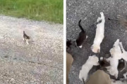 「一緒に遊ぼ～！」。草むらからぞくぞくと出てくる甘えん坊の子猫ちゃん達
