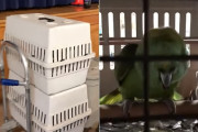 ペットケージの中から泣き叫ぶ赤ちゃんの声が…まさか誘拐…？しかしその正体は「赤ちゃんの声真似が上手いオウム」