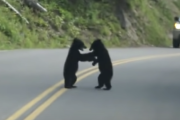 子熊たち「きゃっきゃっ！・・・・なんかギャラリーおる・・・帰ったろ！」車道で戯れる子熊が我に帰る瞬間がかわいい