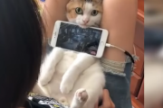 海外「猫スマホスタンド？？」ネコの甘え／イチャイチャ満点の動画！ 海外の反応