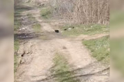 【海外】「道路で見つけた小さな黒い物体…そこに潜む数週間前の赤ちゃんの秘密とは？」