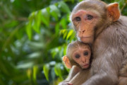 【世界初】中国で人間とサルをかけ合わせたキメラが作られる！ やべええええええ