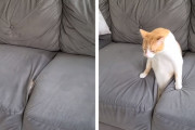 にょき、にょき…！猫が椅子から生えてくる