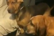 「こんなにイタズラ好きの犬は見たことがない…」何度怒られても懲りないワンコ