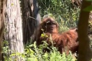 こ、これは！アメリカでビッグフットらしき生物の鮮明な映像が撮影される