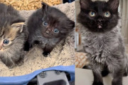 【海外】小さな子猫を助けに行ったら、実は姉猫もいて…運命の出会いに感動！