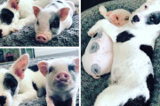 そっくりで仲良しだけど異なる動物の画像集、かわいすぎると話題に