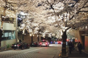 海外「また日本に行きたい」六本木のアークヒルズの美しい夜桜が話題に（海外の反応）