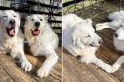 【海外】「同じ足を失った二匹の犬、安楽死の運命から奇跡の再会で家族に！」