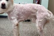 「これもう虐待じゃん」韓国の行き過ぎた美容意識のせいで有機犬の毛が無惨な状態に