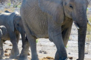 「助けてくれてありがとう♪」ショベルカーに挨拶するゾウさん「知能の低い動物でも感情があり、感謝の気持ちを知っているんですね」「親愛なるゾウさん」海外の反応