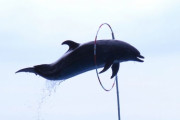 本物でしょ！？水族館にイルカロボットが登場 海外の反応