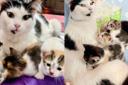【海外】お隣さんが置いていかれた猫を見つけたら、家のそばから子猫の声が聞こえてきた！急いで助けに行ったよ！