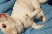 山羊？豚？それともクリーチャー？犬の錯視写真にTwitterユーザーら困惑