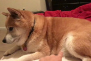 柴犬、勉強の邪魔をする（海外の反応）
