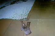 天を仰いで雪と戯れる子グマちゃんにほっこり
