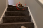 「どうしてもお風呂に入りたくない犬 vs 飼い主」の一日 海外の反応