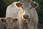 神なる牛…インドでは牛肉を禁止すべきなの？「蚊を一匹も殺してない」「牛肉を食べないなんて」海外の反応